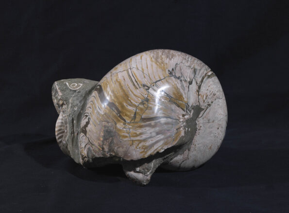Nautilus ammonite fossil depicting